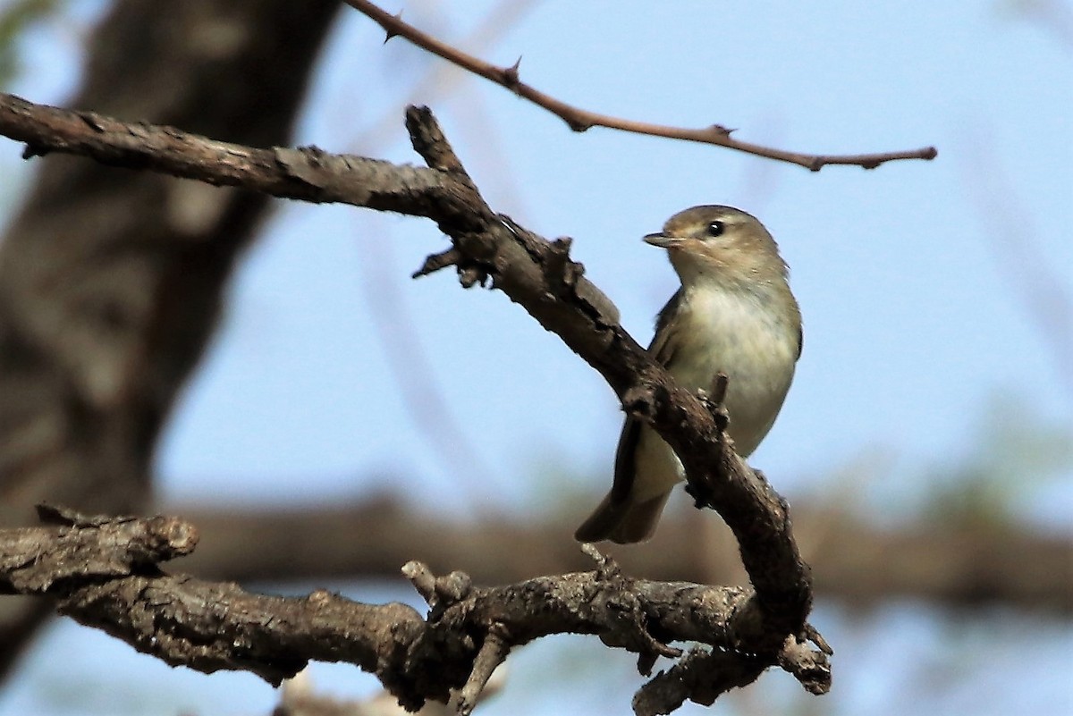 Warbling Vireo - ML99880531