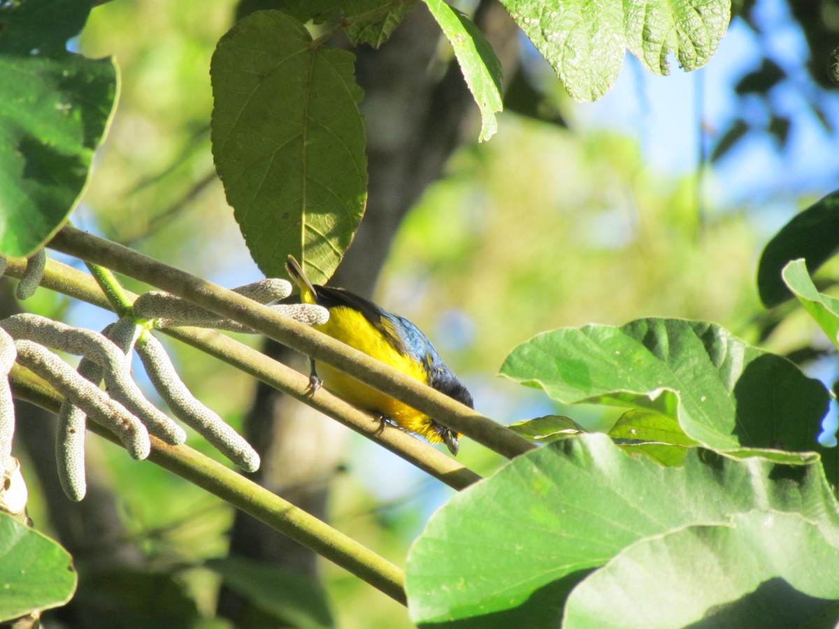 Yellow-throated Euphonia - ML99880661