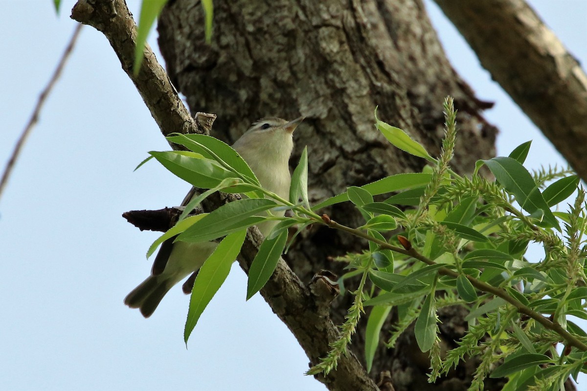 Warbling Vireo - ML99880771