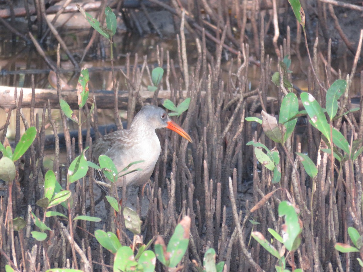 Rascón de Manglar - ML99881551