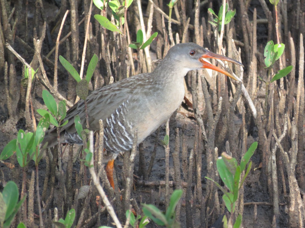 Rascón de Manglar - ML99881931