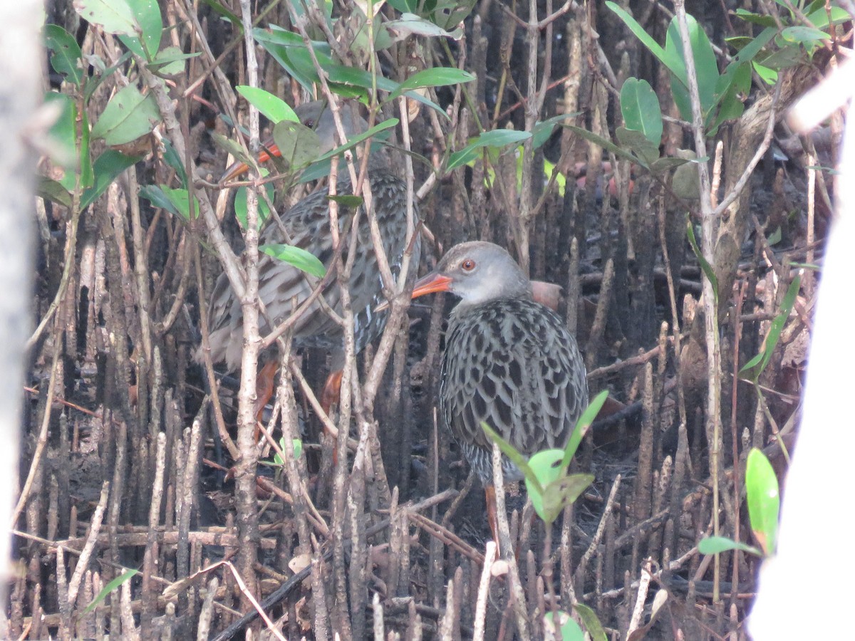 Rascón de Manglar - ML99881941