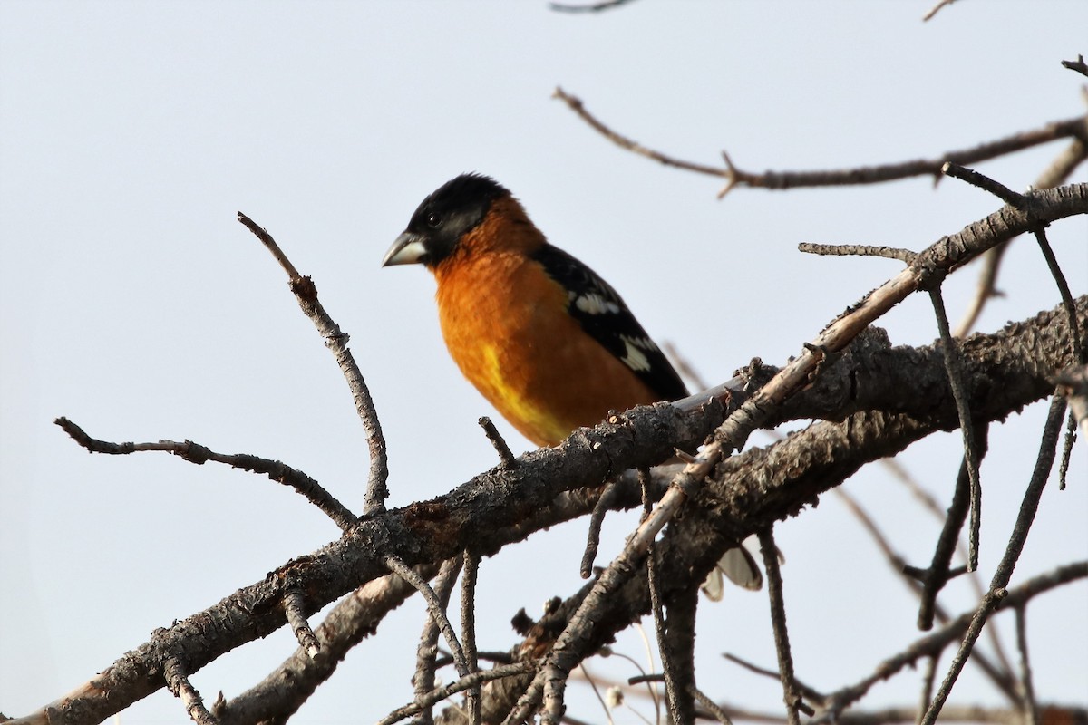 Black-headed Grosbeak - John Bruder