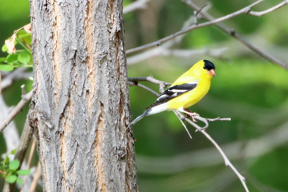 American Goldfinch - ML99882551