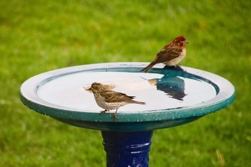 Cassin's Finch - ML99884161