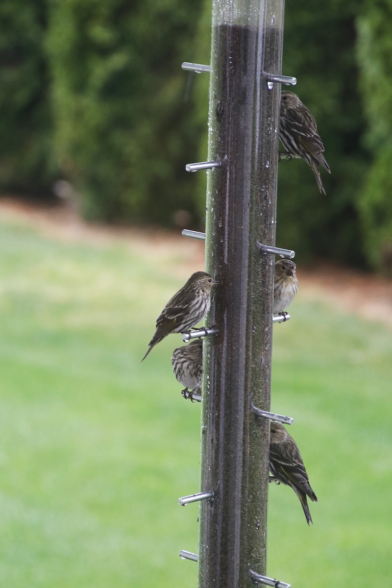 Pine Siskin - ML99884391