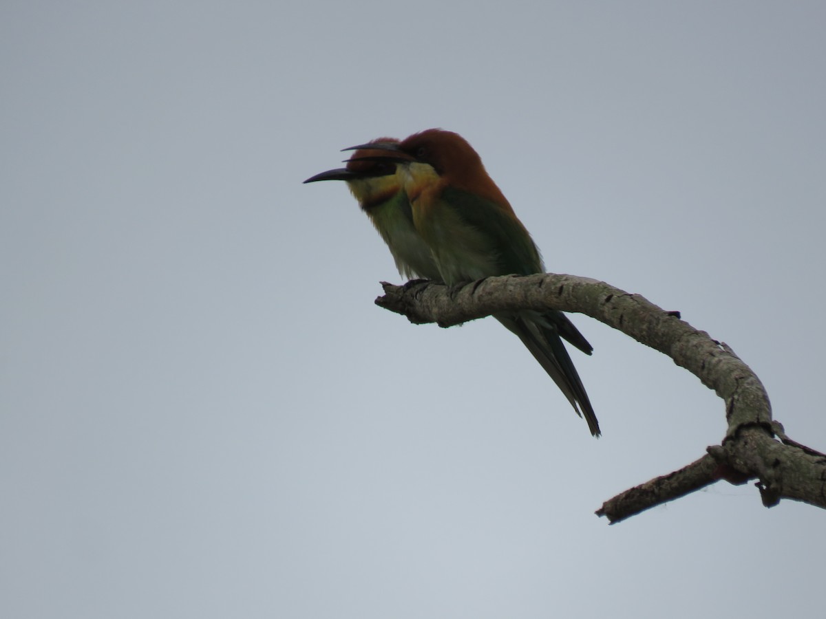 Chestnut-headed Bee-eater - Jim Pompy