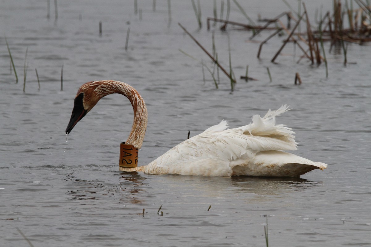 Trumpeter Swan - ML99885831