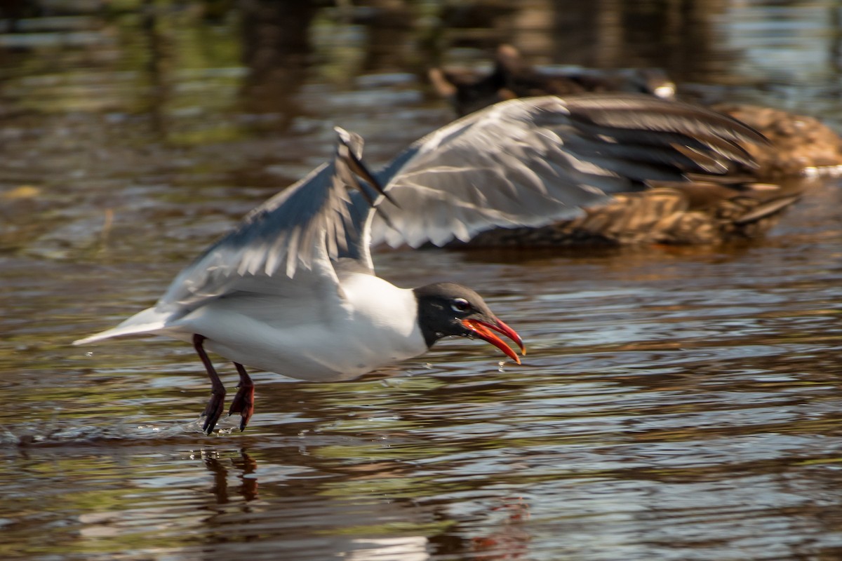 Laughing Gull - ML99887831