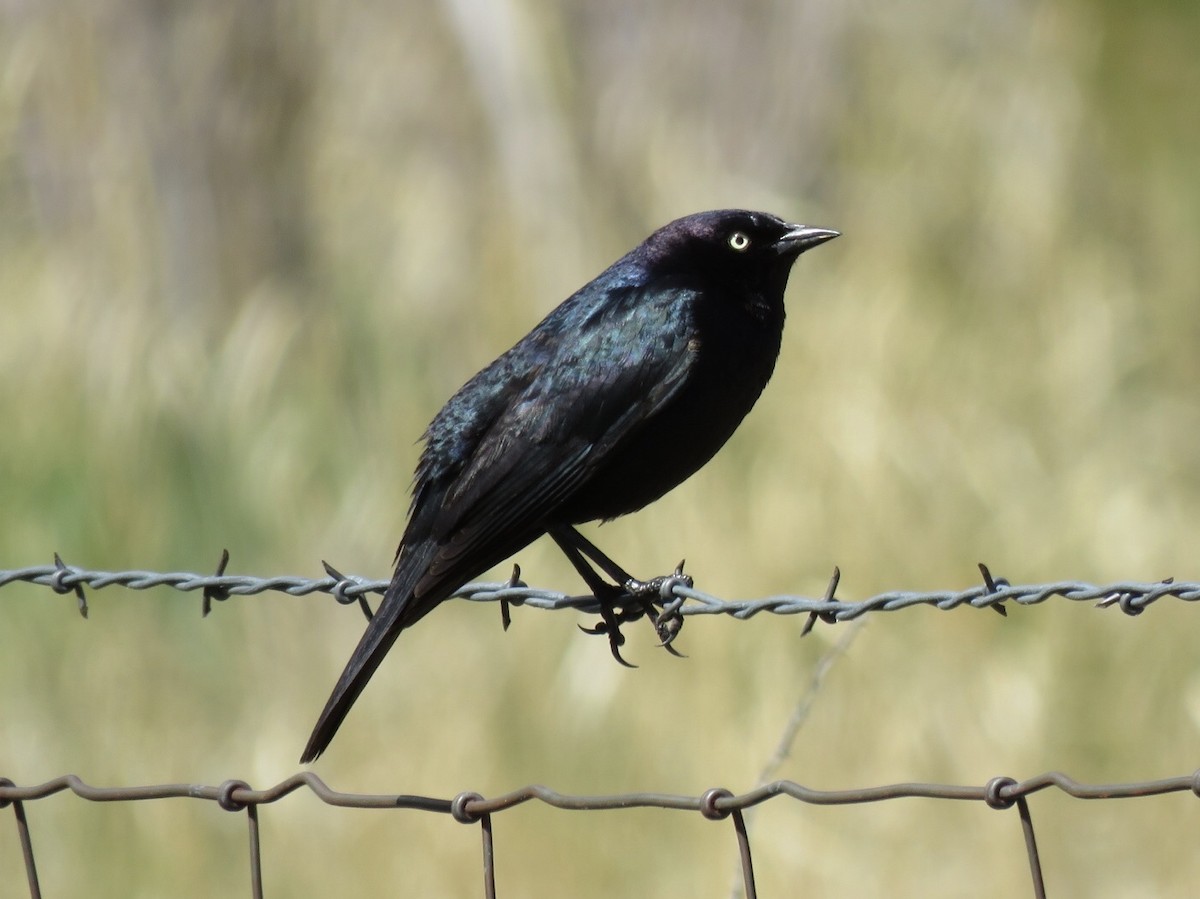 Brewer's Blackbird - ML99887961