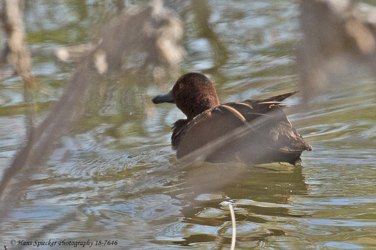 Cinnamon Teal - ML99889801