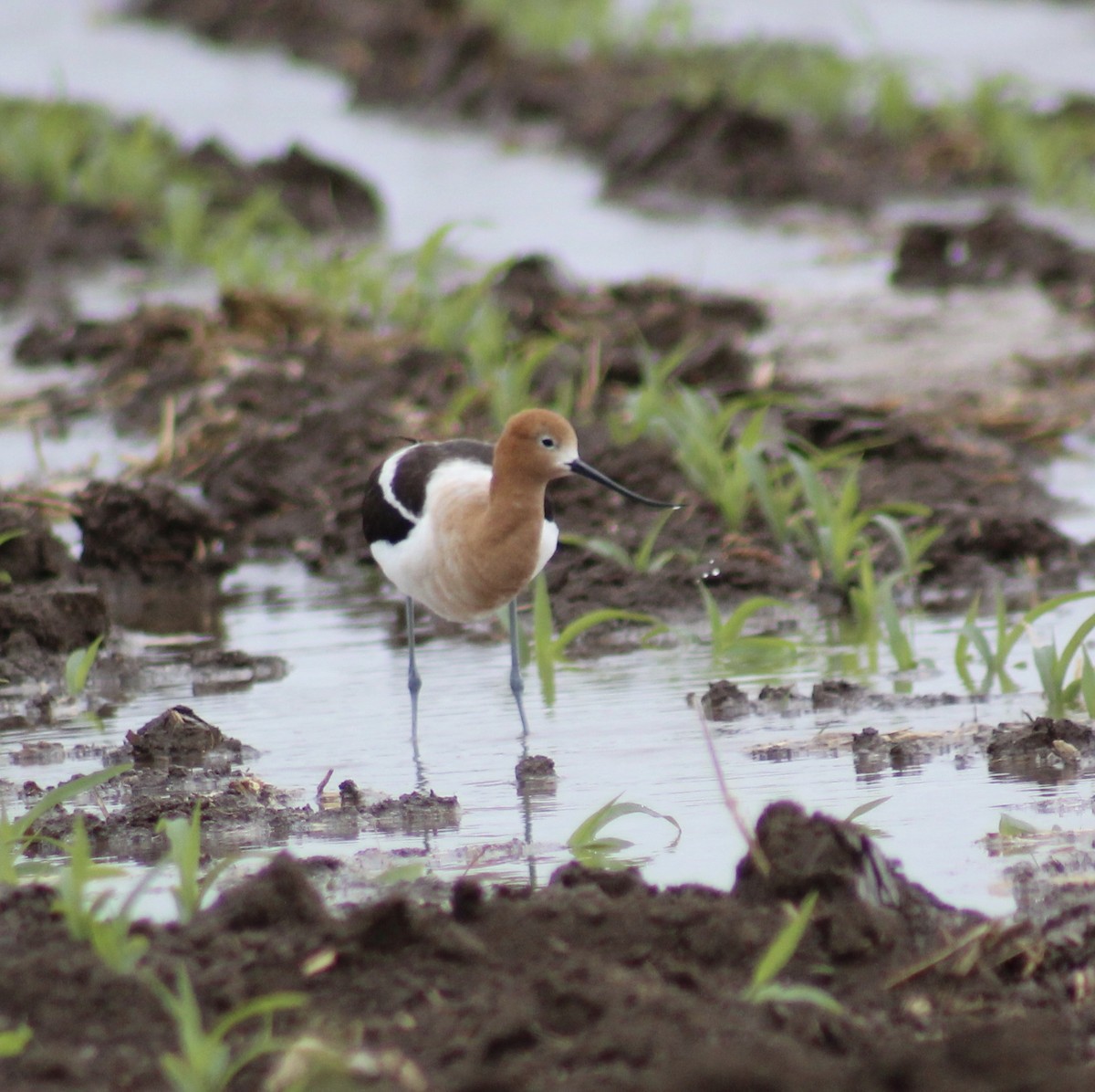 American Avocet - ML99889981