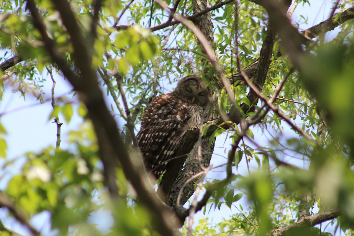 Barred Owl - ML99890221