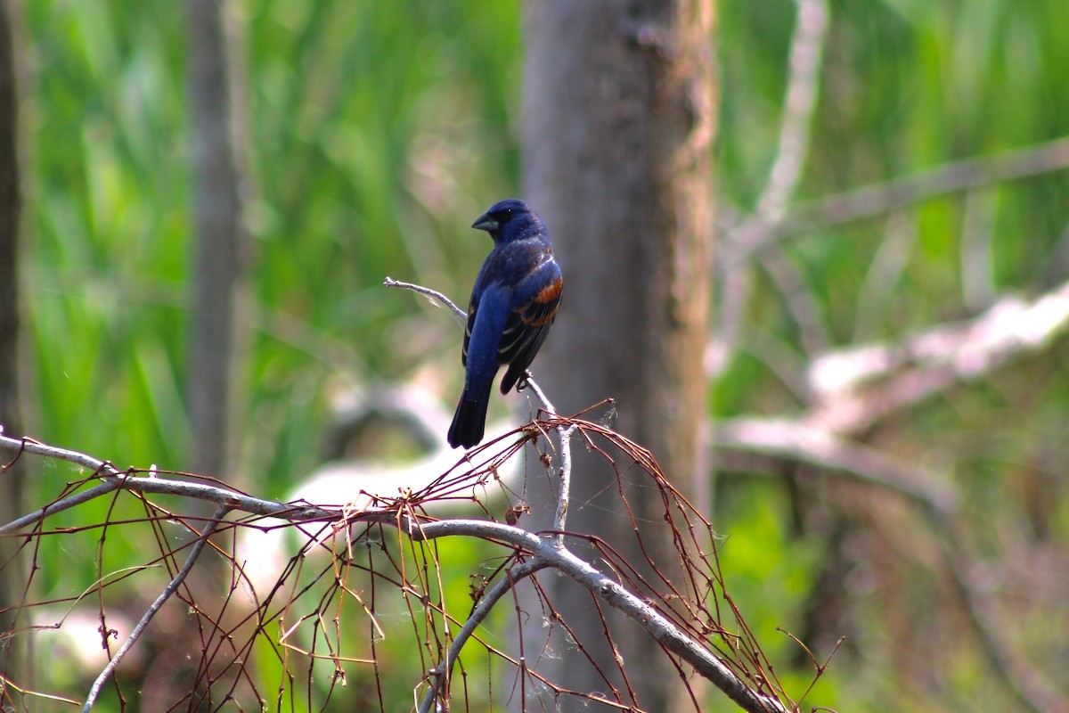 Blue Grosbeak - ML99890291