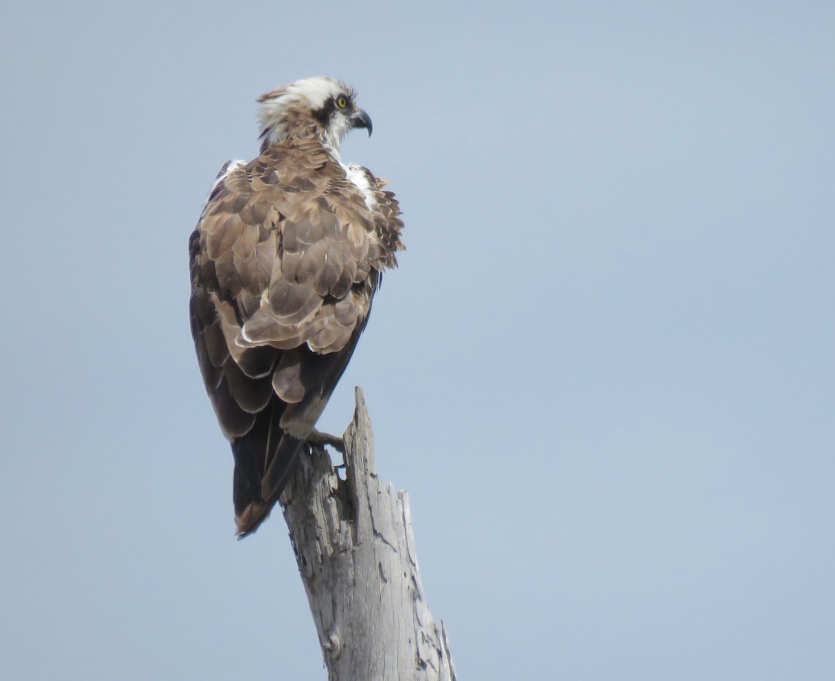 Águila Pescadora - ML99890711