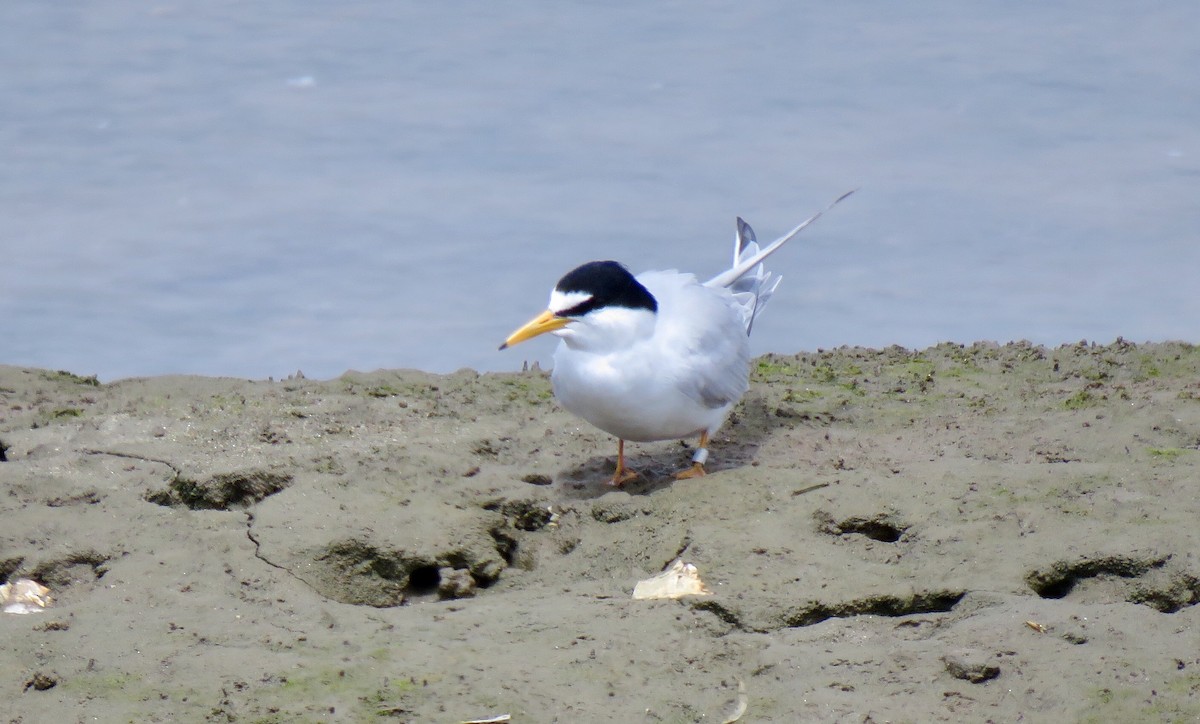 Least Tern - ML99891041