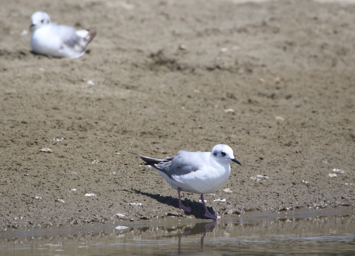 Bonaparte's Gull - Pair of Wing-Nuts