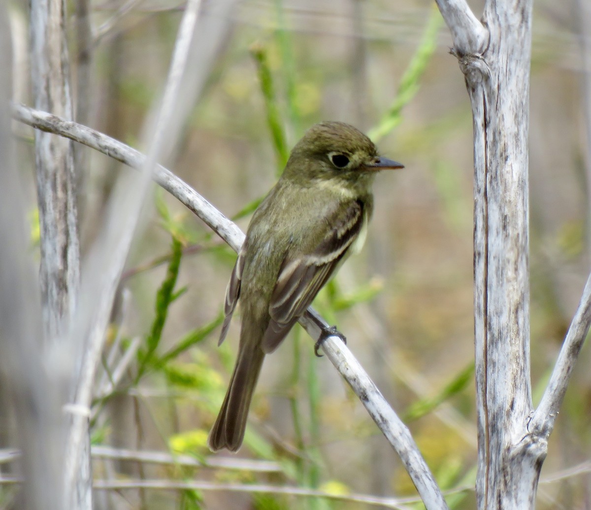 Western Flycatcher (Pacific-slope) - ML99891451