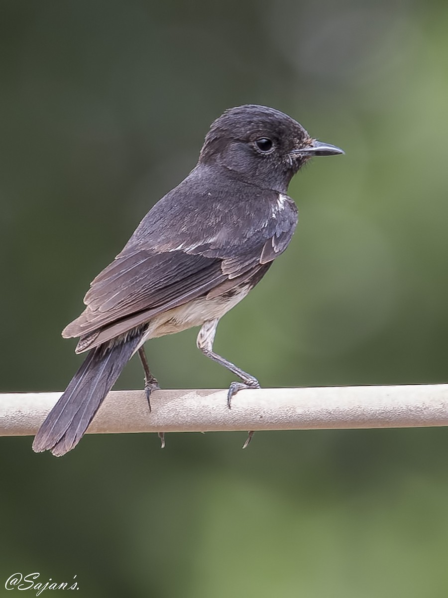 Pied Bushchat - ML99892011