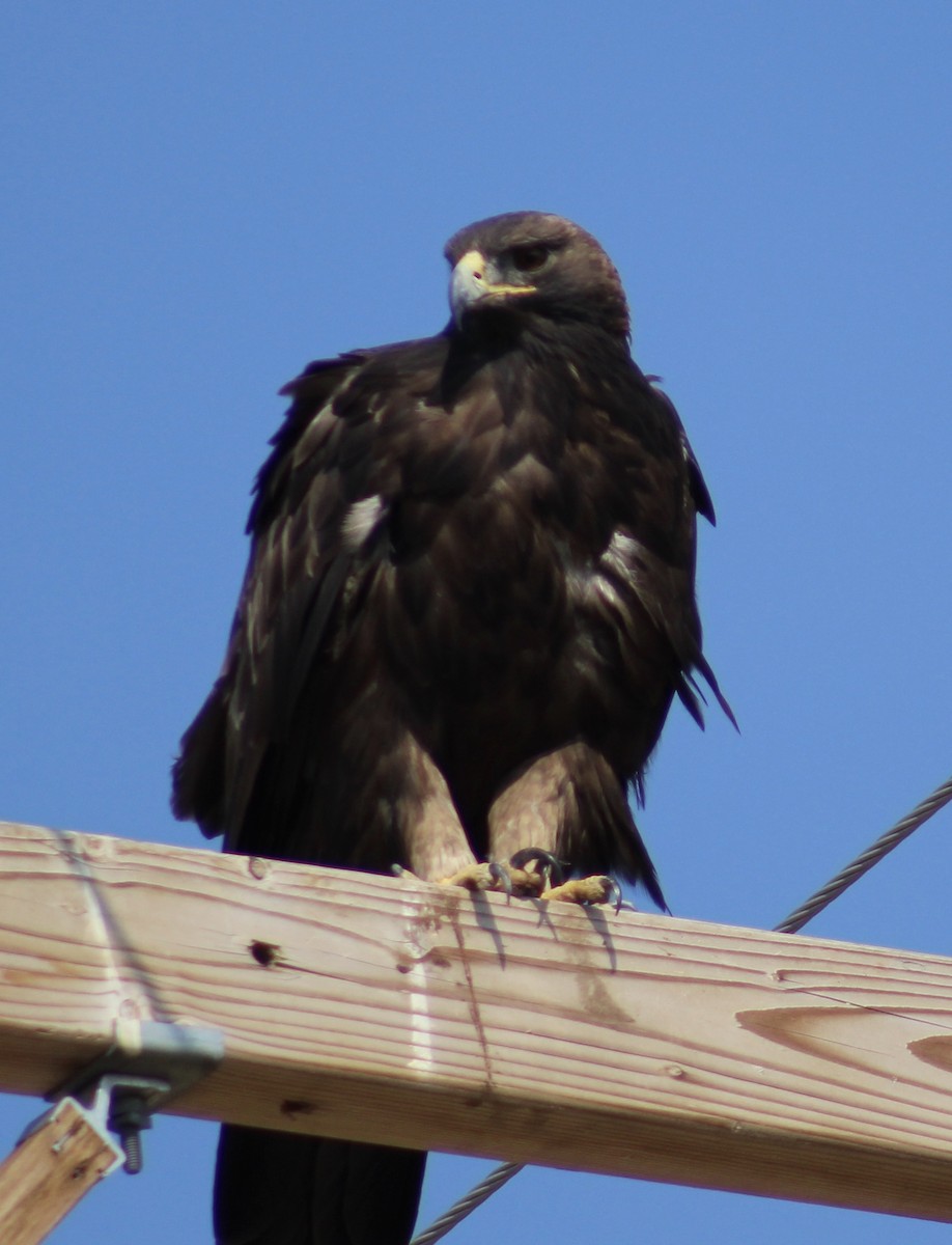 Golden Eagle - Tressa VanNest