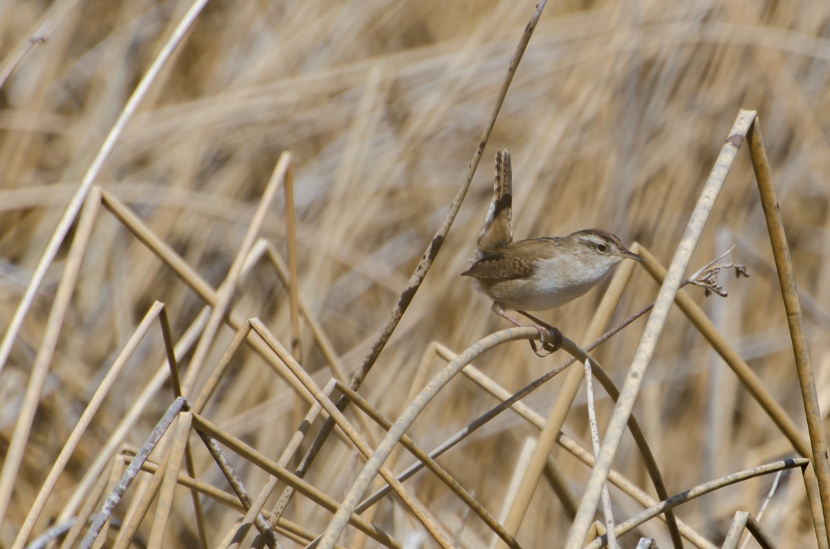 Marsh Wren - Alex Bodden