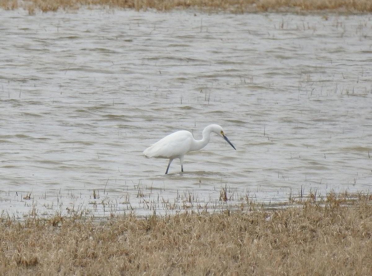 Snowy Egret - Glenn Pearson