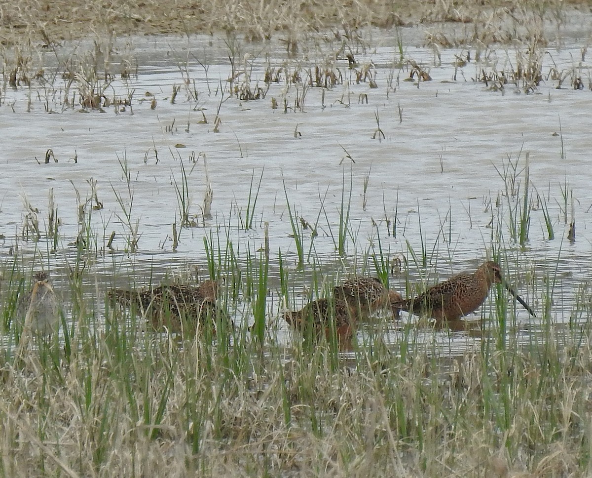 Long-billed Dowitcher - Glenn Pearson