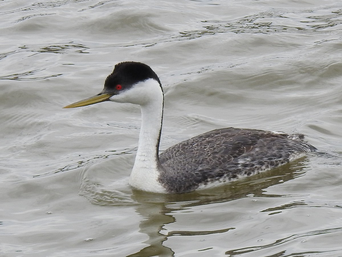 Western Grebe - ML99900321