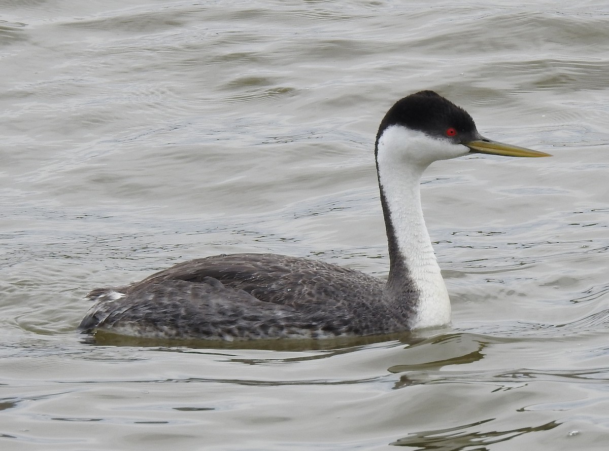 Western Grebe - Glenn Pearson