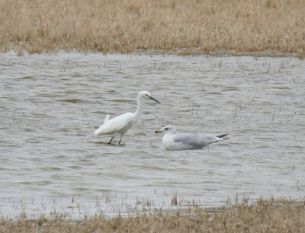 Ring-billed Gull - ML99900451