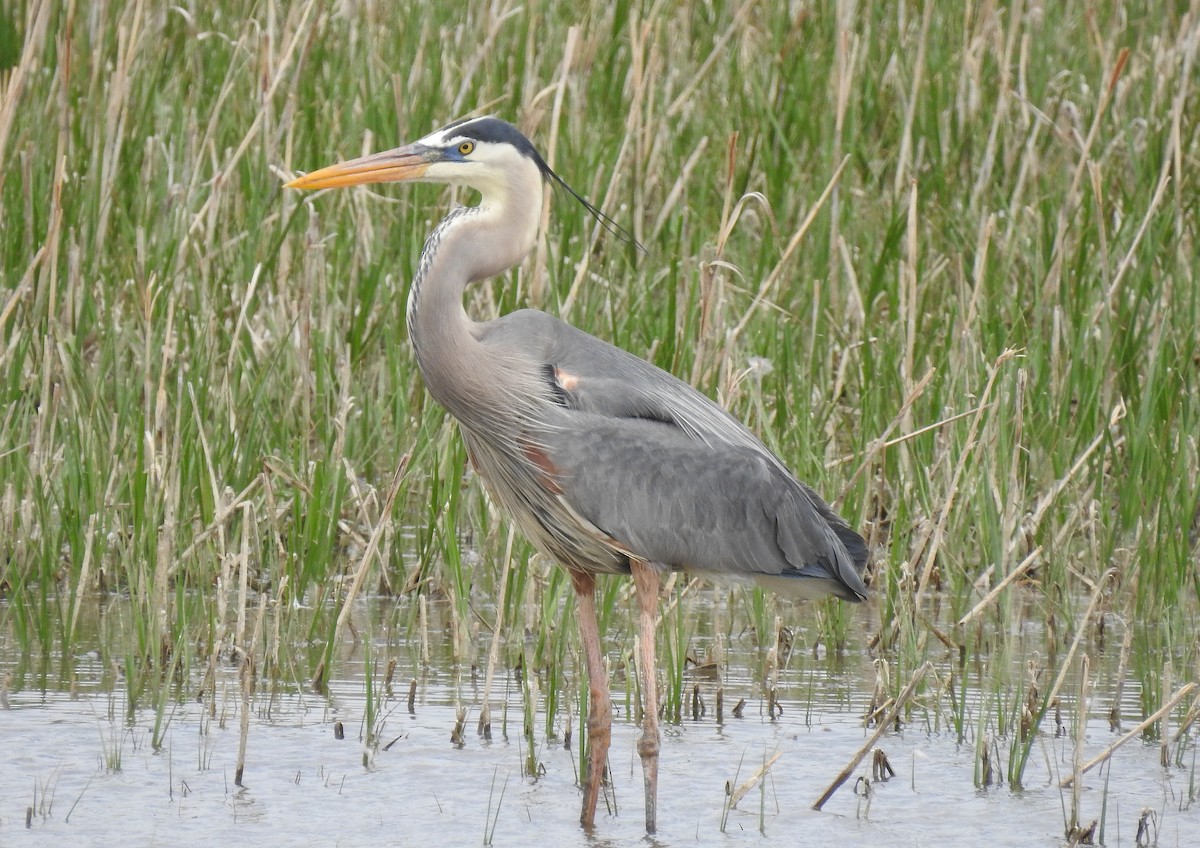 Great Blue Heron - ML99900461