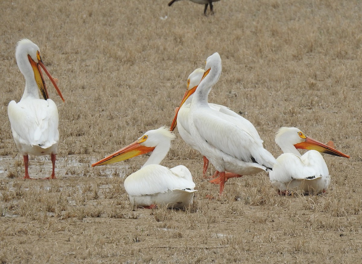 American White Pelican - ML99900521