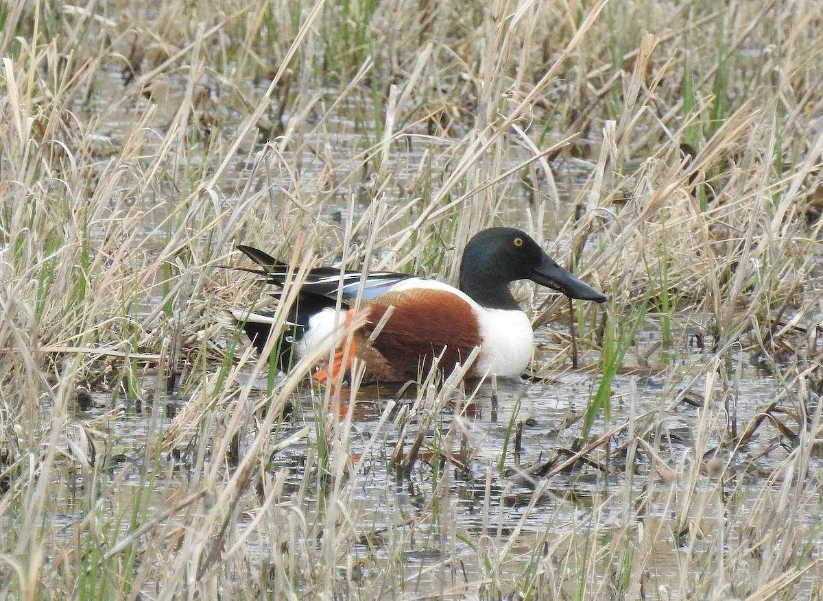 Northern Shoveler - Glenn Pearson