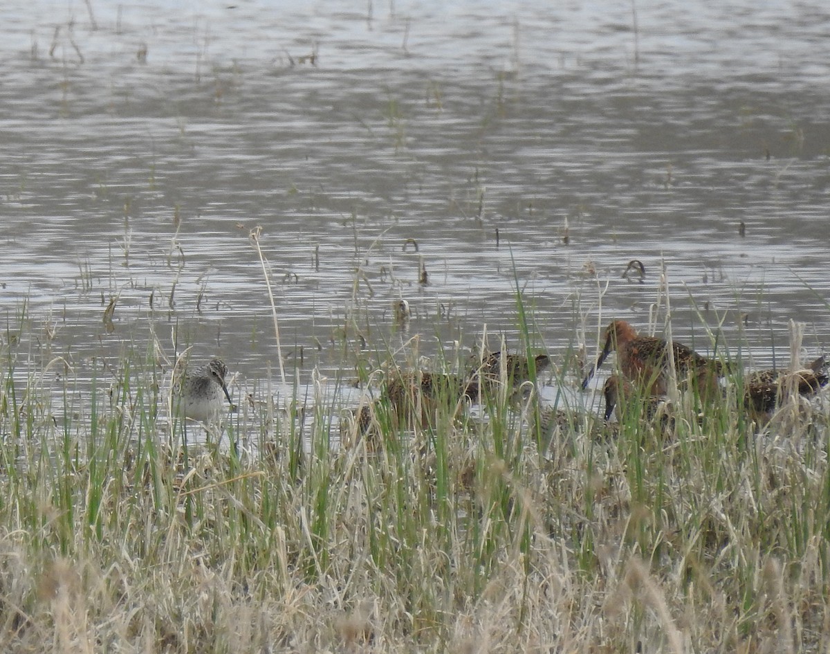 Willet - ML99900681