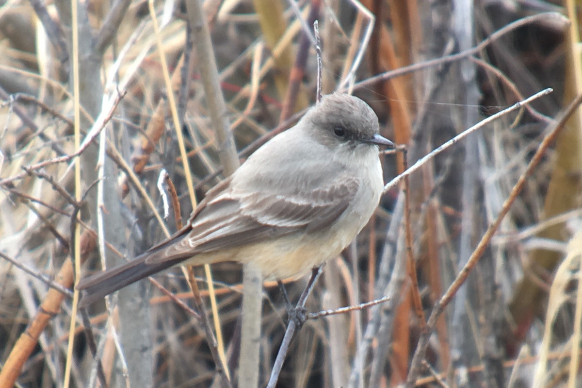 Say's Phoebe - Cameron Eckert