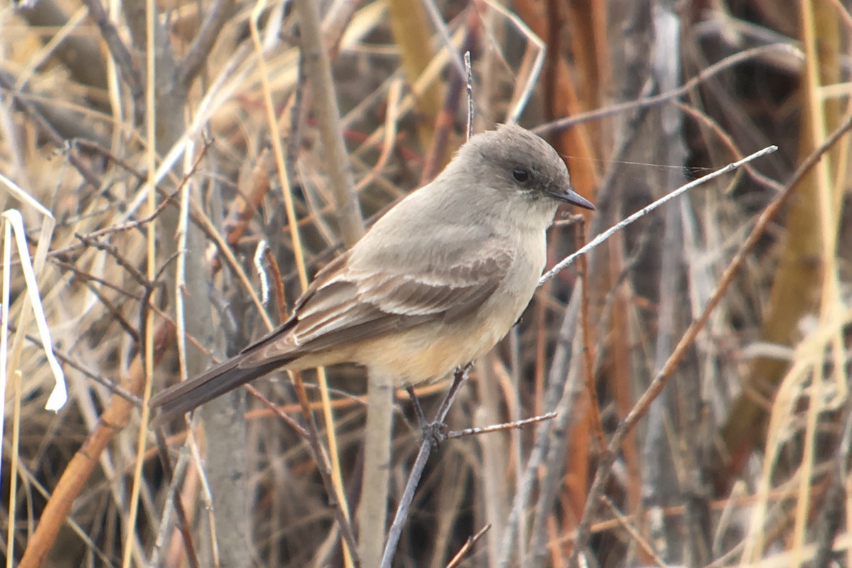 Say's Phoebe - Cameron Eckert