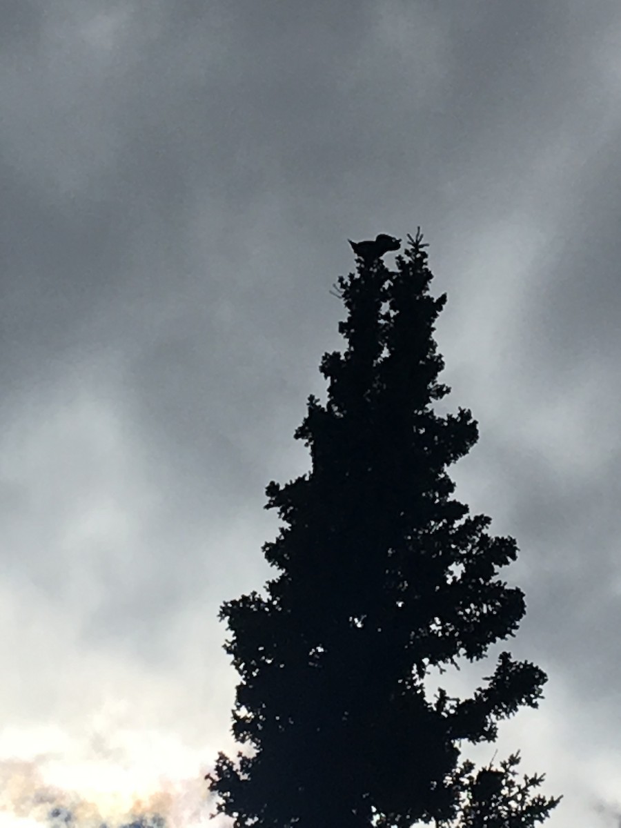 Common Raven - ML99901561