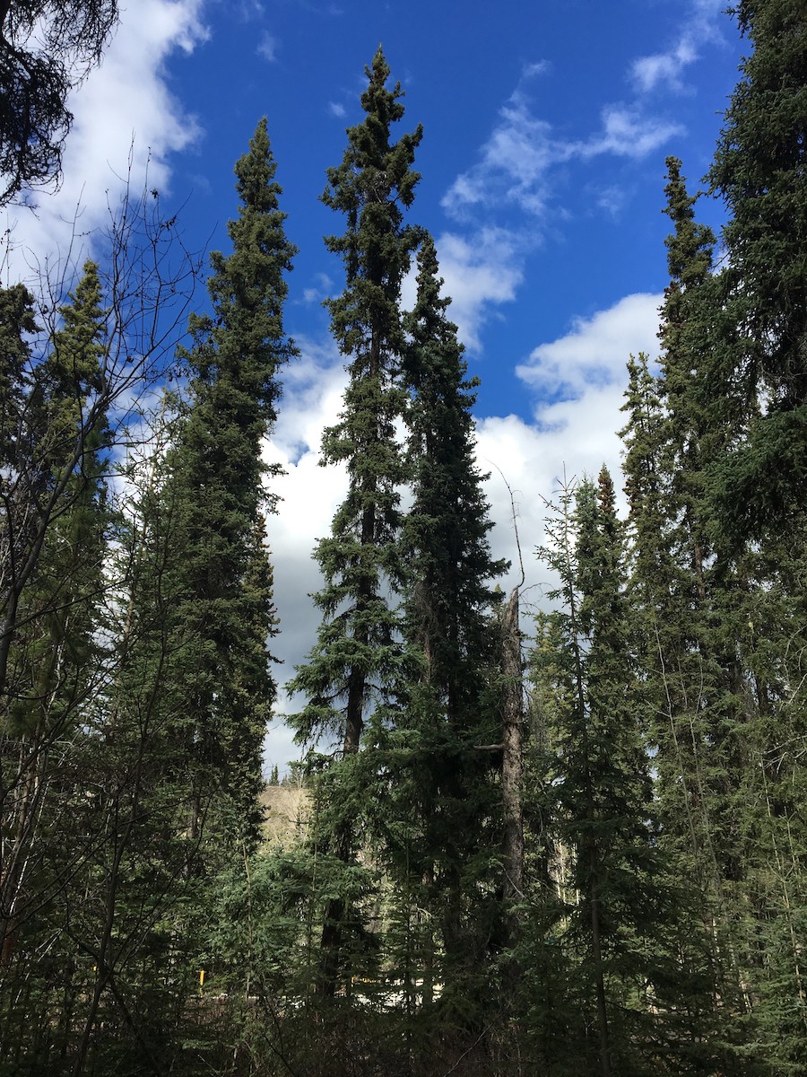 Common Raven - ML99901581