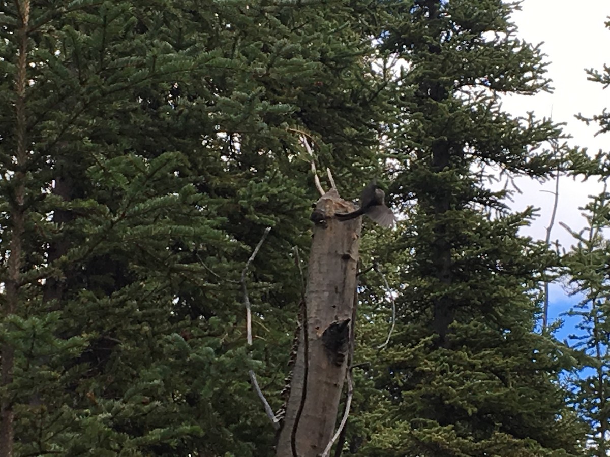 Boreal Chickadee - ML99901601