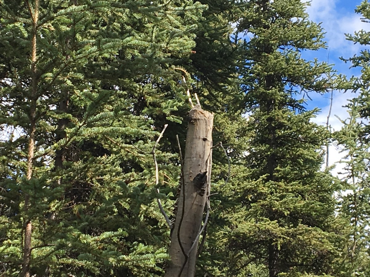 Boreal Chickadee - ML99901621