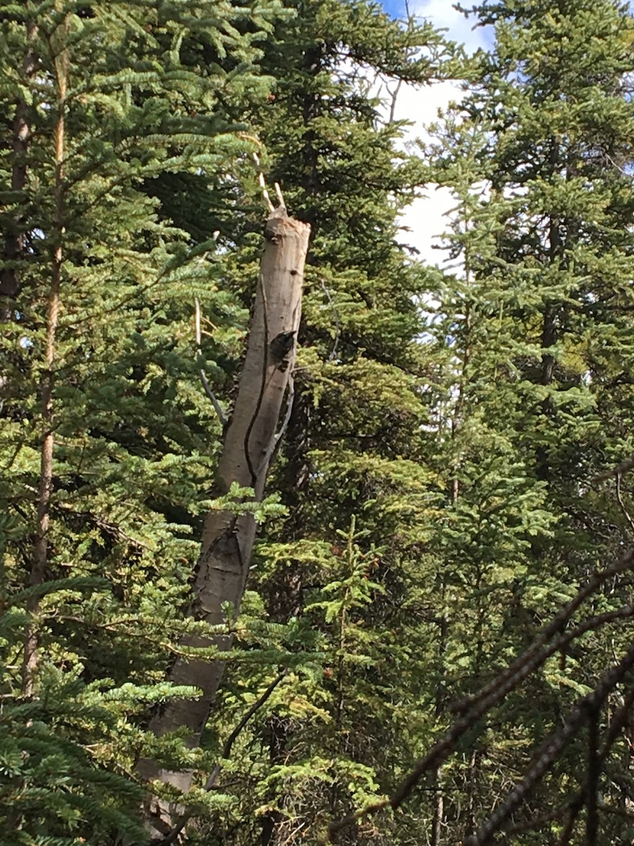 Boreal Chickadee - ML99901641