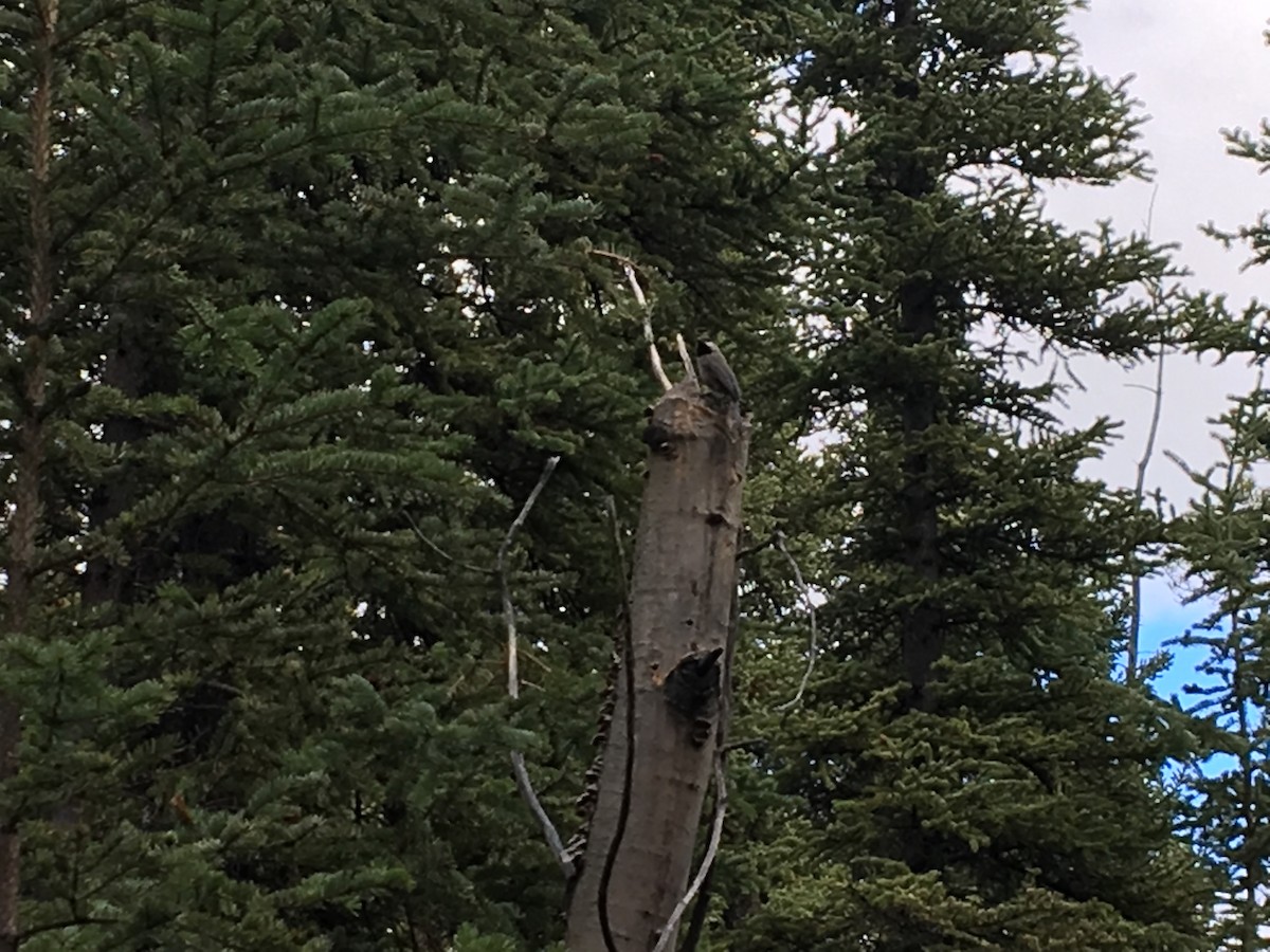 Boreal Chickadee - ML99901651