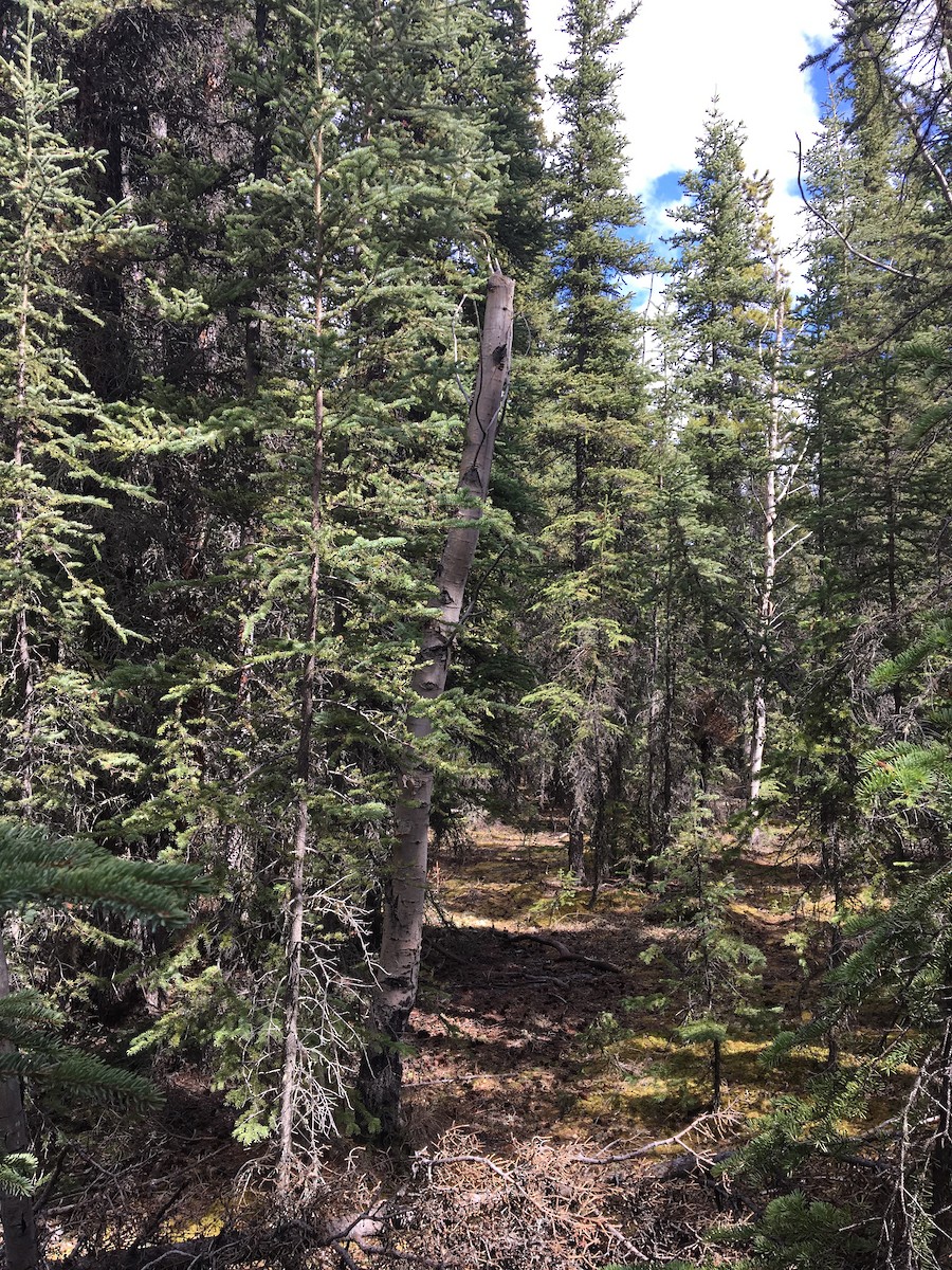 Boreal Chickadee - ML99901661