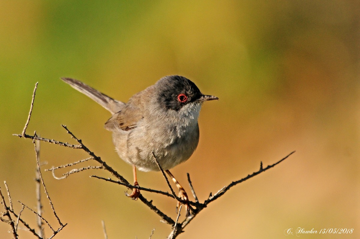 Sardinian Warbler - Carl  Hawker