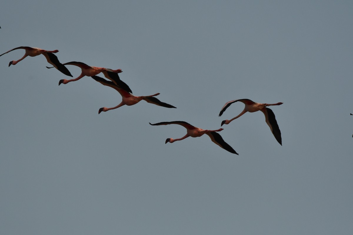 Lesser Flamingo - ML99905781