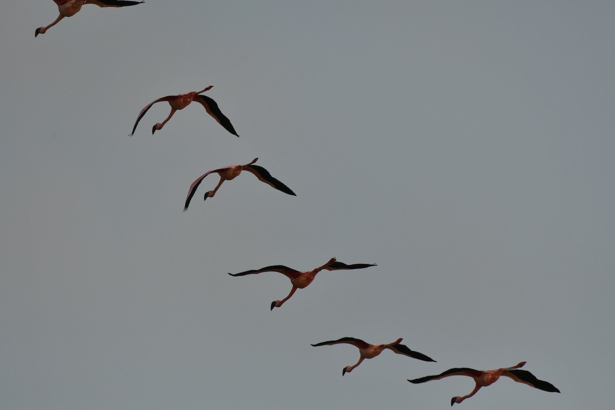 Lesser Flamingo - ML99905791