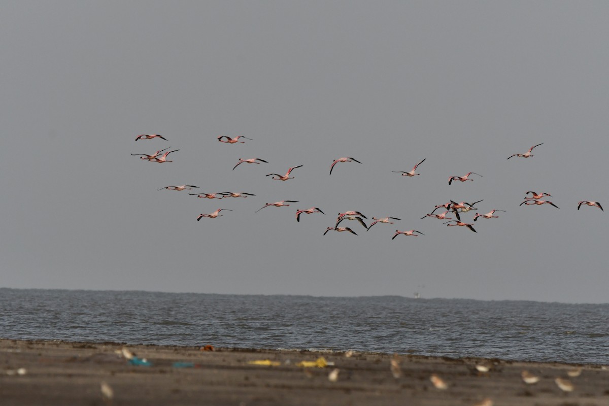 Lesser Flamingo - ML99905801