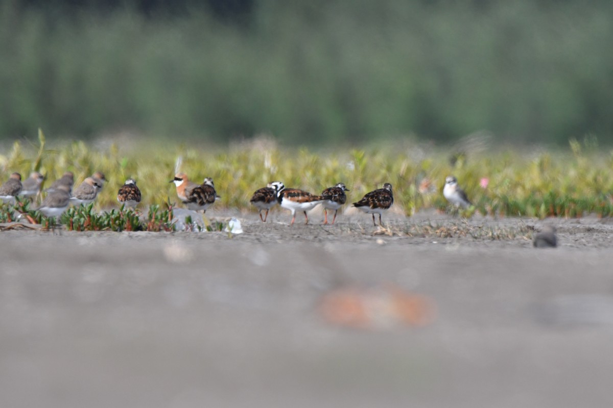 Ruddy Turnstone - ML99905901