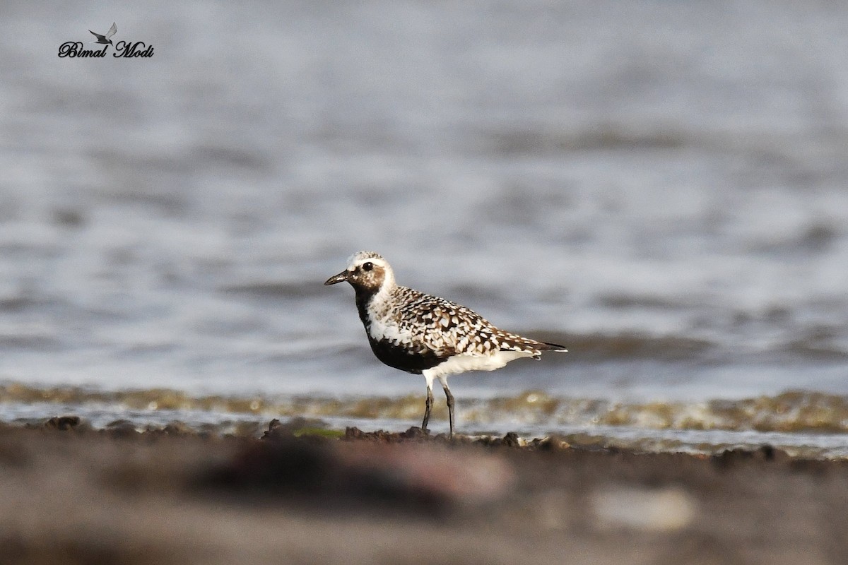 Black-bellied Plover - ML99906131