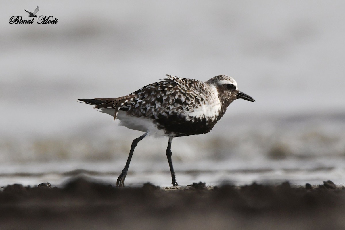 Black-bellied Plover - ML99906161